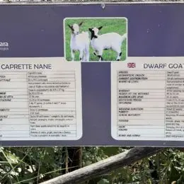 dwarf goats legend