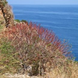 Riserva Naturale dello Zingaro, la costa